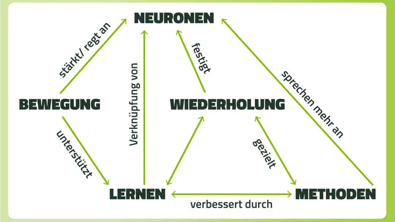 Schema zeigt, wie Bewegung, Wiederholung und Methoden das Lernen und die Neuronen beeinflussen. Hilft, sich diese Zusammenhänge besser zu merken.